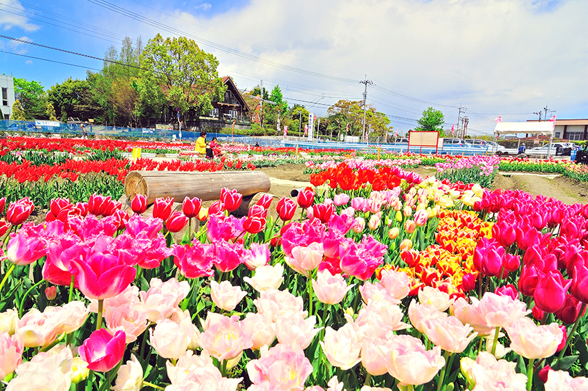 北島チューリップ公園（4月1日～4月下旬） 【歴史・文化・伝統】知る人ぞ知る！ディープな徳島体験ツアー