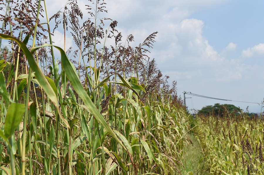 millet