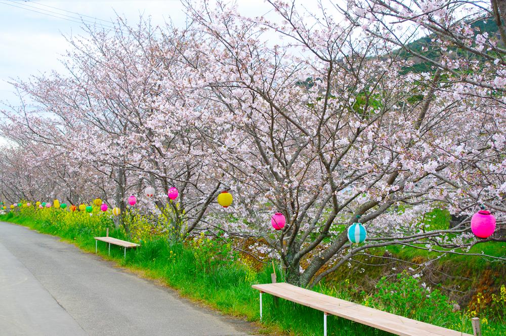 生名ロマン街道（勝浦さくら祭り）