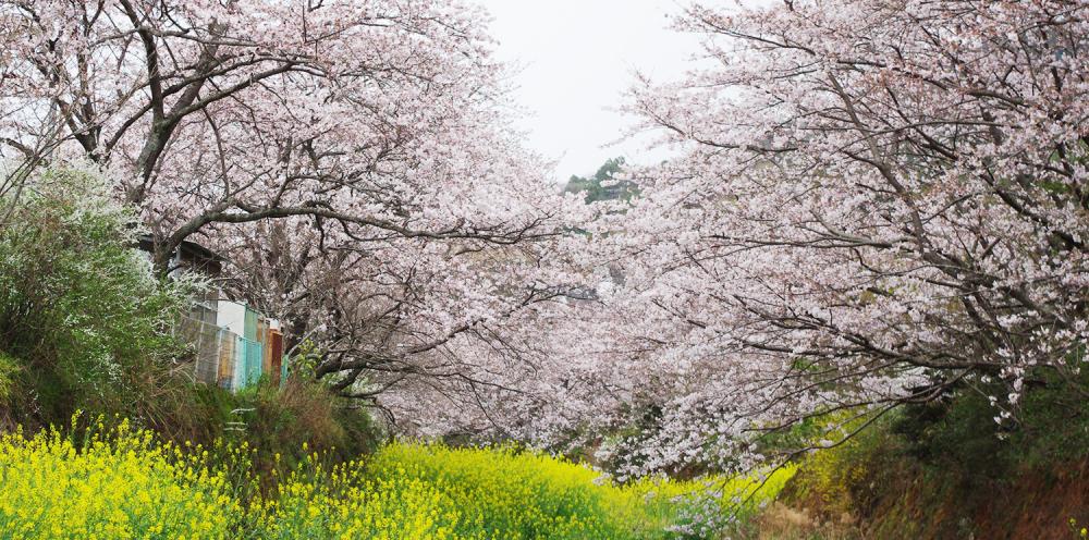 船下りで見る花々の光景 生名ロマン街道（勝浦さくら祭り）
