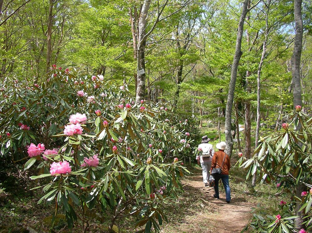 四国山岳植物園 岳人の森 神山町 観光スポット イーストとくしま観光推進機構