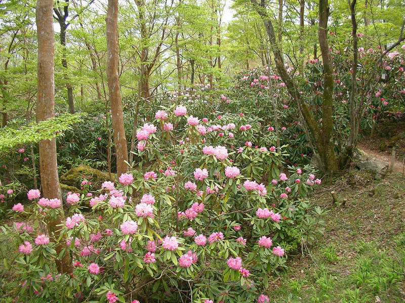  四国山岳植物園　岳人の森