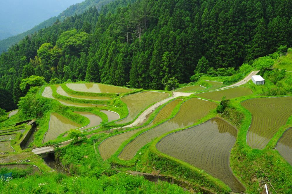 樫原の棚田