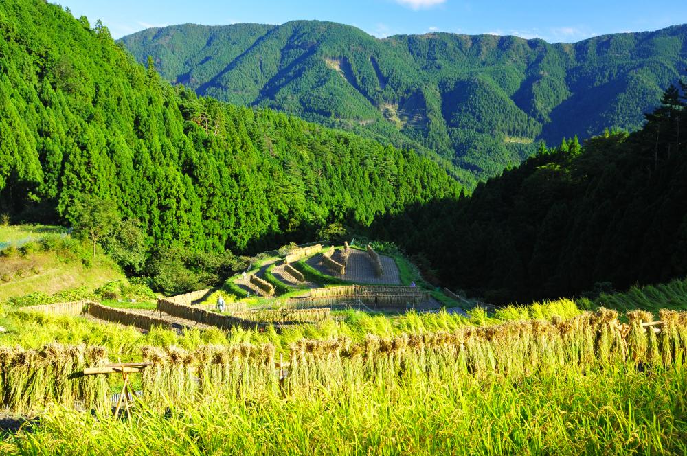 樫原の棚田