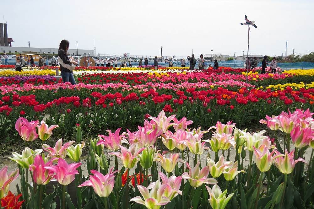 北島チューリップ公園