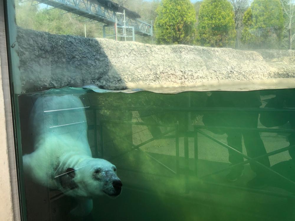 とくしま動物園 STELLA PRESCHOOL ANIMAL KINGDOM