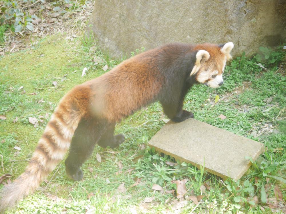 レッサーパンダ とくしま動物園 STELLA PRESCHOOL ANIMAL KINGDOM