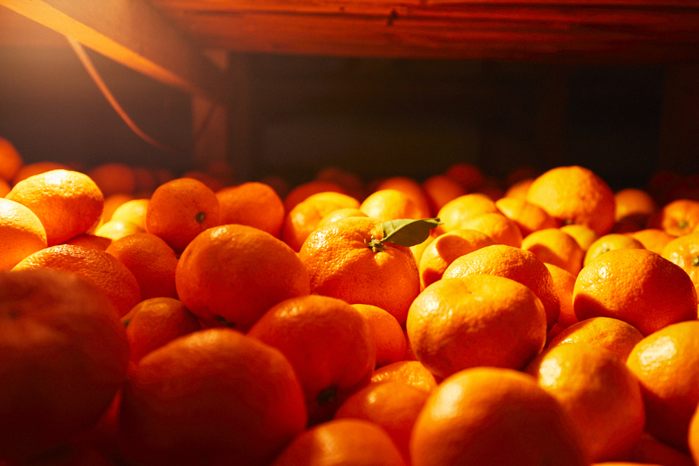 Stocked Mikan: Tokushima’s Sweet, Delectable Citrus Fruit