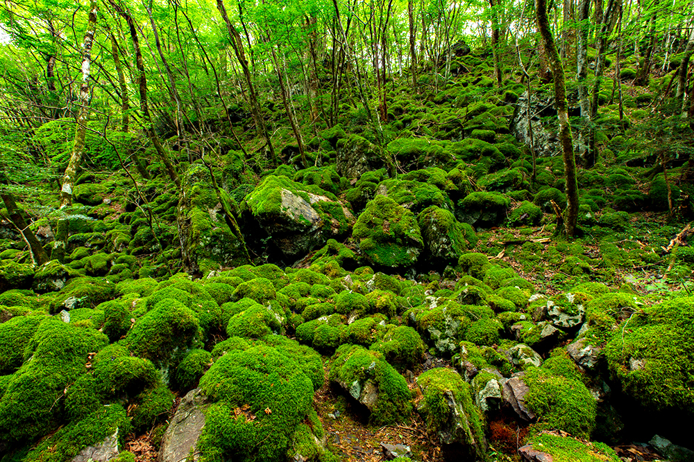 Make the Most of Tokushima’s Natural Wonders in All Four Seasons