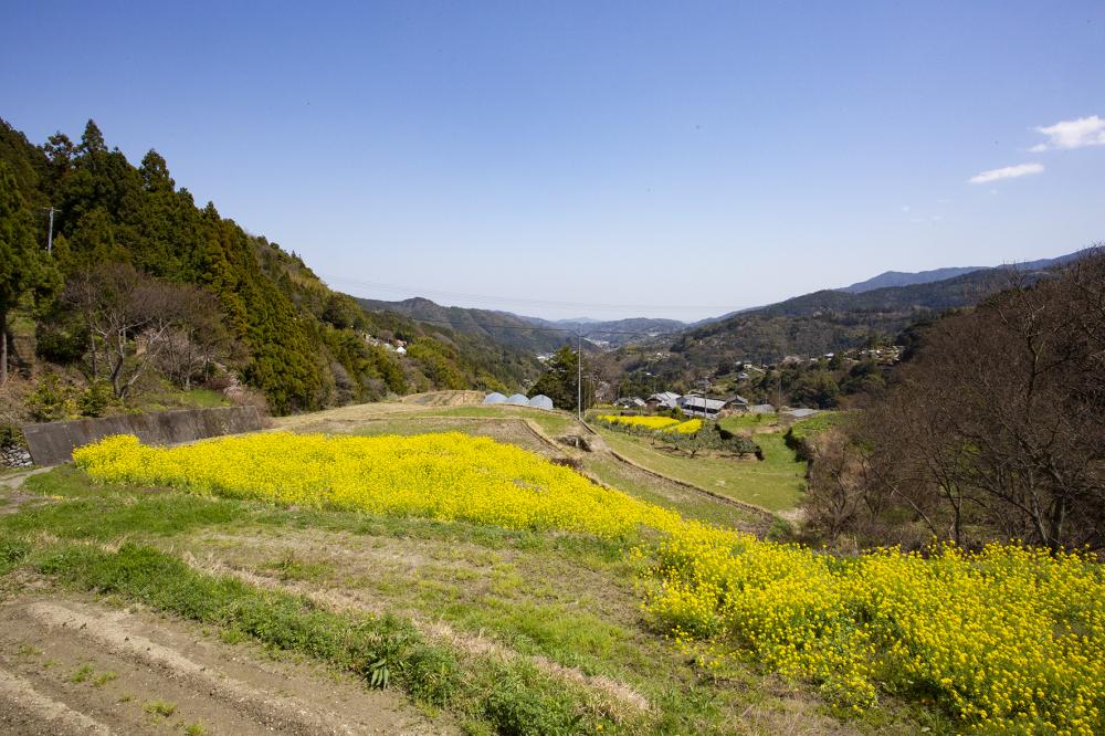 春を満喫！
お弁当と一緒に佐那河内村半日旅行
