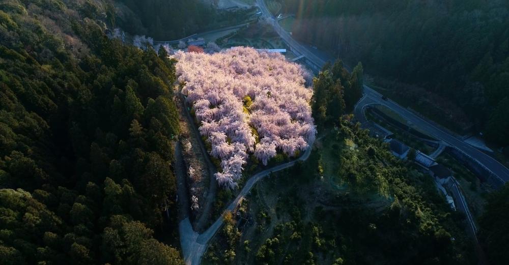 徳島の桜　神山篇