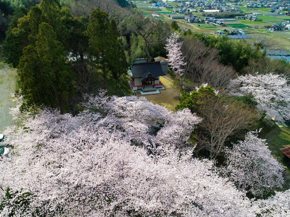 徳島の桜　吉野川市篇