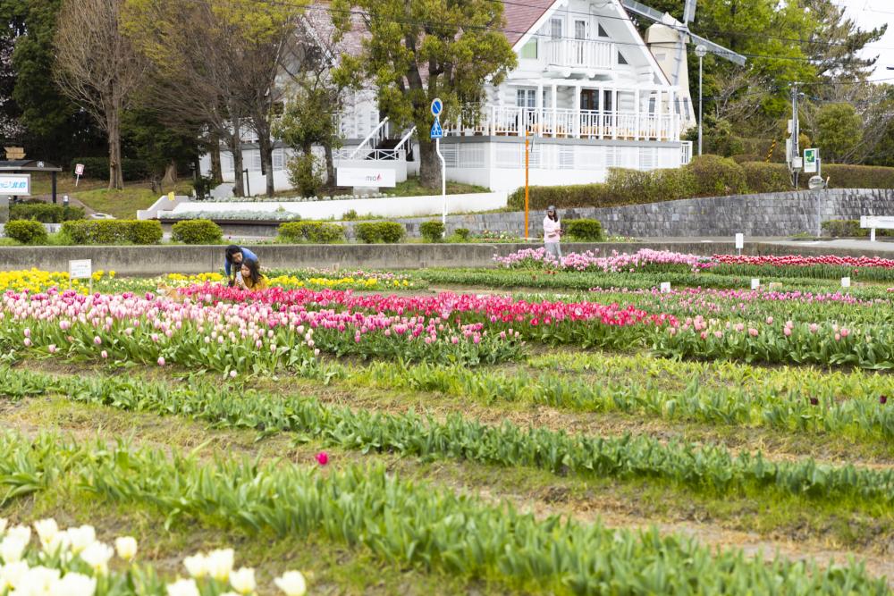 北島チューリップ公園