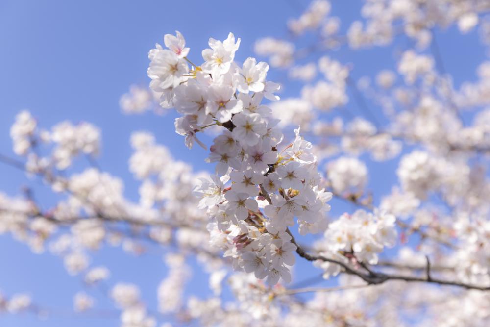 徳島の桜　阿波市篇