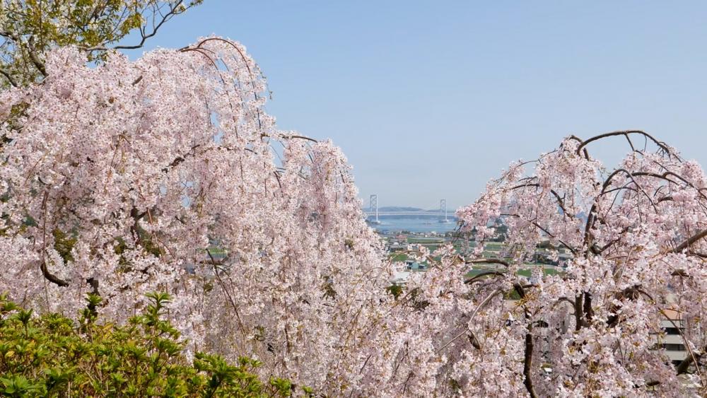 徳島の桜　鳴門市篇