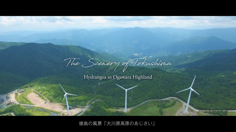 大川原高原のあじさい