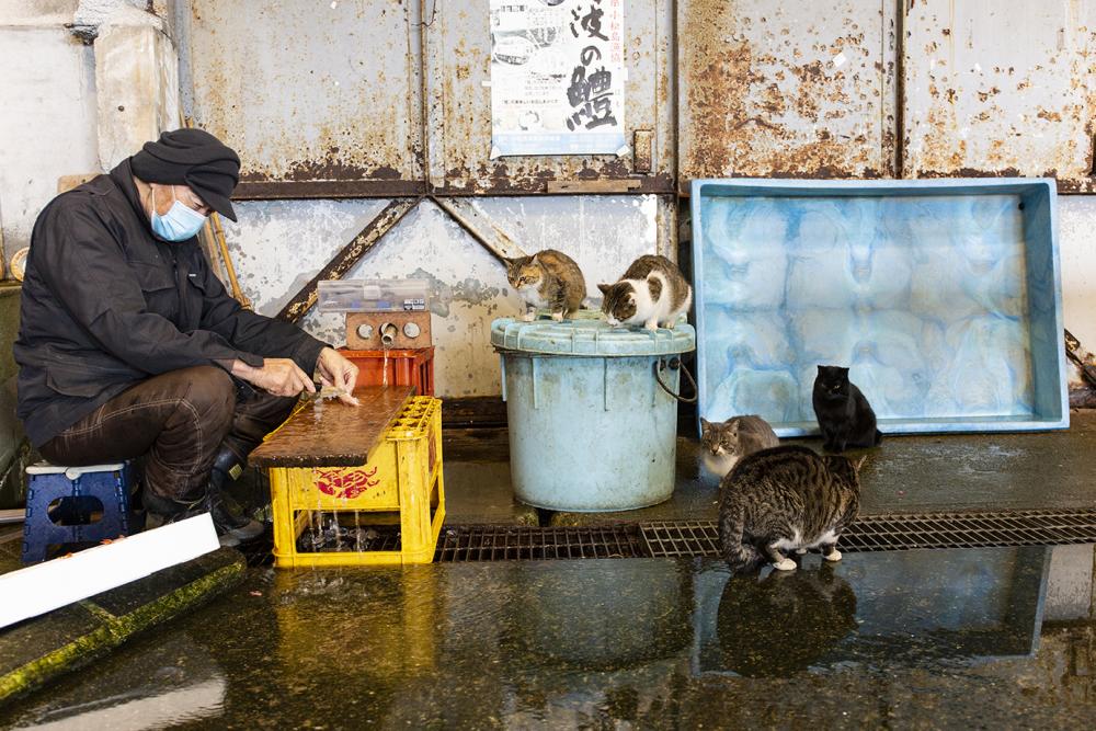 &ldquo;Komatsushima Minato Seafood Morning Market&rdquo; offers an overflowing supply of seafood!