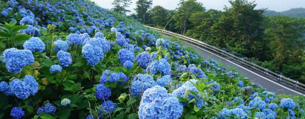 Let&rsquo;s go to the Okawara Plateau, and enjoy the panoramic view from the highlands.