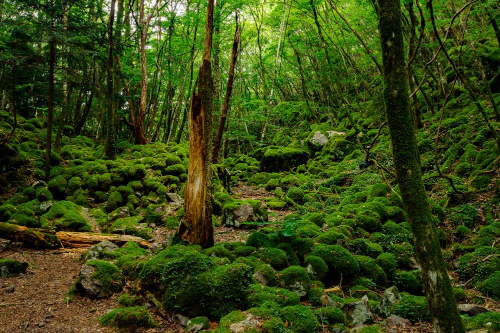 美しい緑の世界
上勝の苔むす森に魅せられて