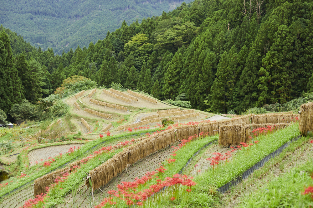 2 Days in Katsuura and Kamikatsu: Get Close to Rural Japan