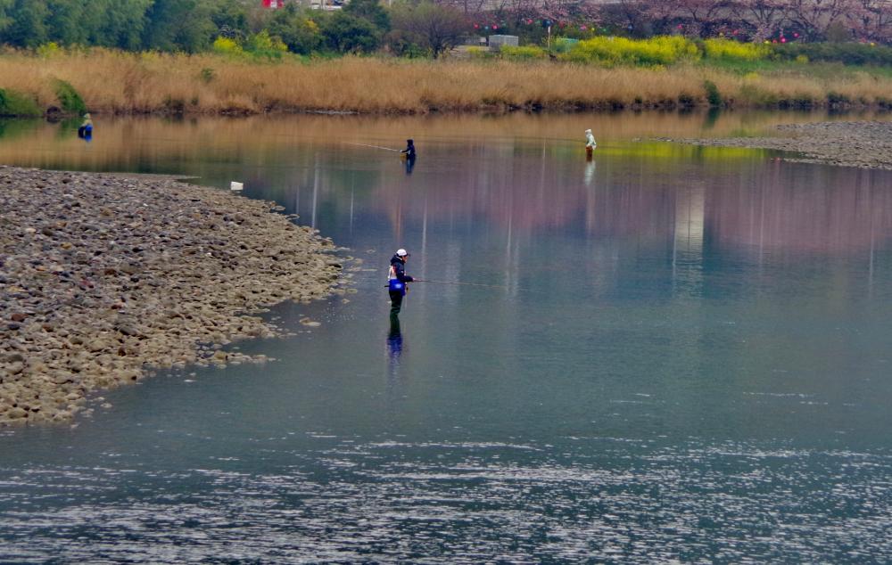  ▲勝浦川での鮎釣りの様子（写真提供／勝浦町役場）