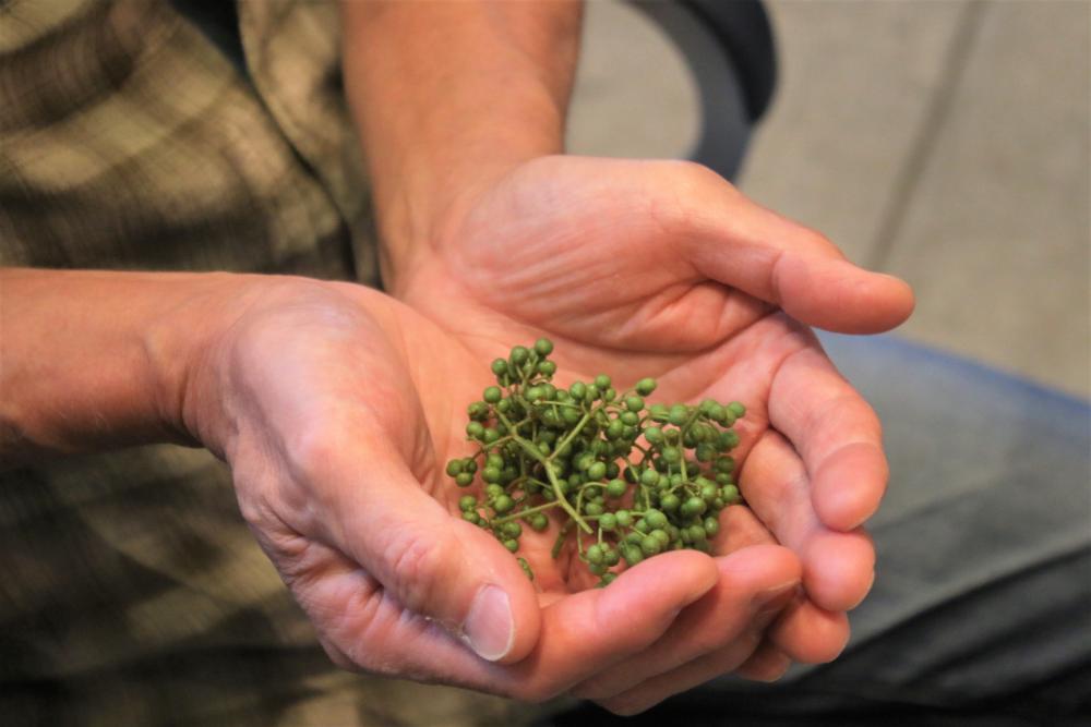  上勝の山で採れた山椒の実。もむと一気に香りが広がる。
