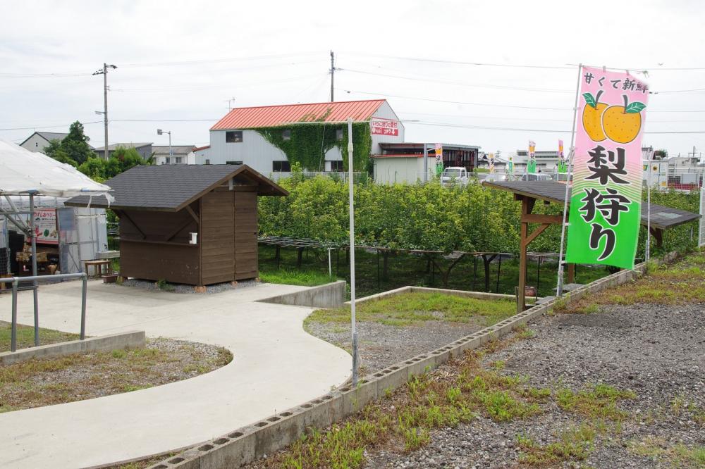  ▲駐車場の横のスロープを下りると梨の木が見えてきます。