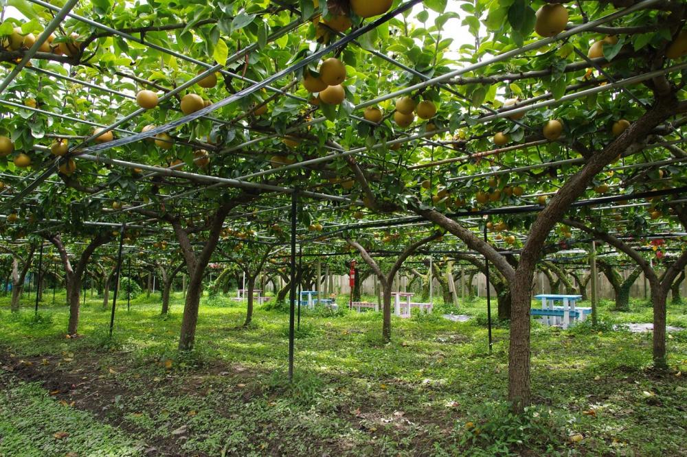  ▲170センチくらいの高さの木に、梨がたわわに実っています！木々のすき間から太陽の光が射し込んできます。涼しい風が吹いてくると、とっても心地よい～。