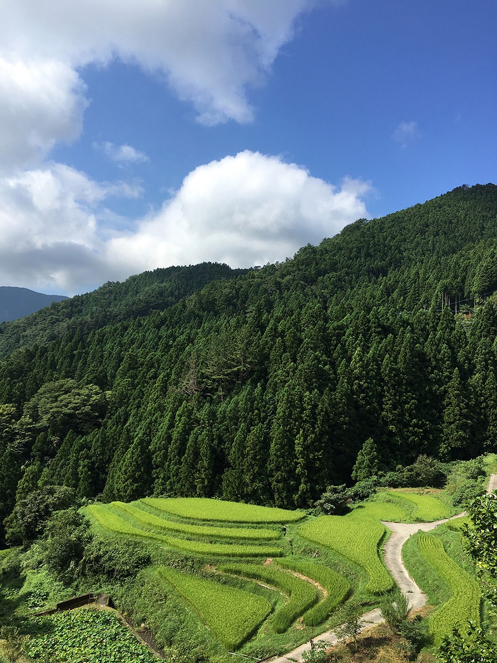 ▲上勝の棚田の風景