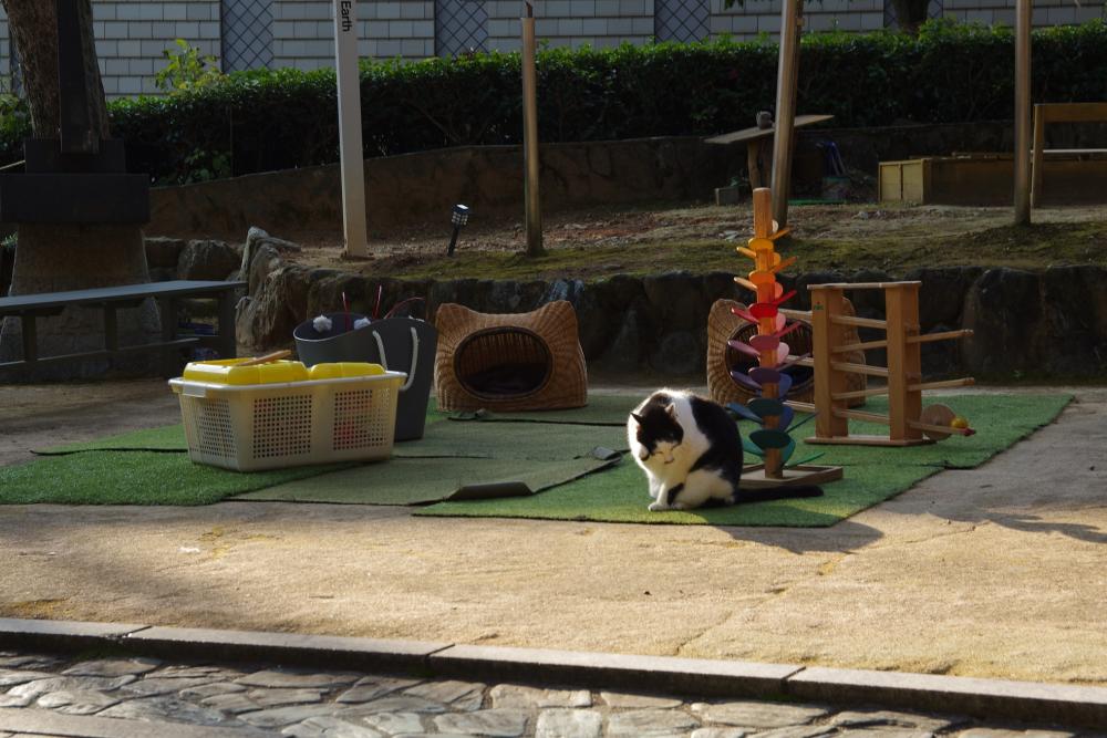 ▲猫ちゃんの遊び場でのんびり毛づくろいをするもーちゃん。
