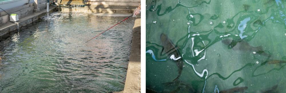 ビーチにある釣り堀。大きな旬の魚たちは釣れれば買い取って料理してもらうことも可能
