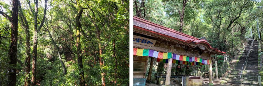 美しい木々の緑に包まれた参道。森林浴気分でのんびり登っていくと、前方にまっすぐ上る急な石段が
