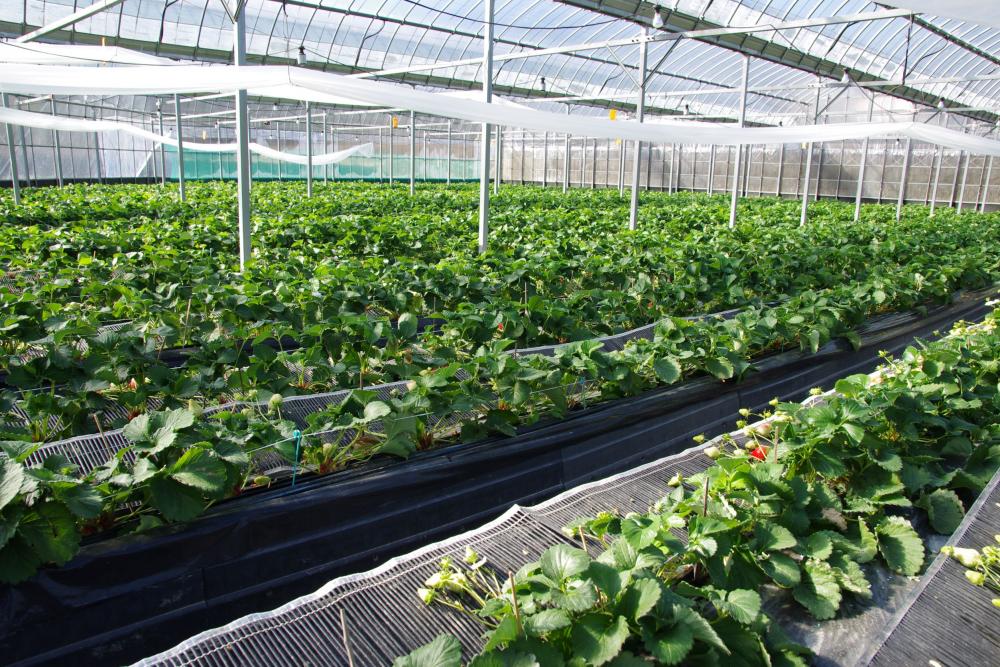  ▲ハウスの中はいちごの苗でびっしり。