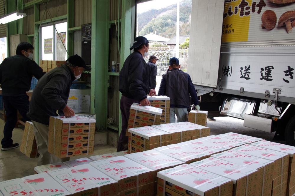  ▲出荷作業も農家全員の手で行っています。