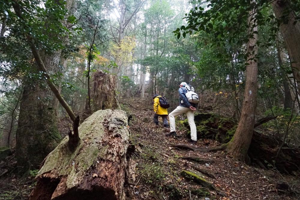 Mystical and quiet, to the peak of Mt. Shosanji, 250m higher than the temple