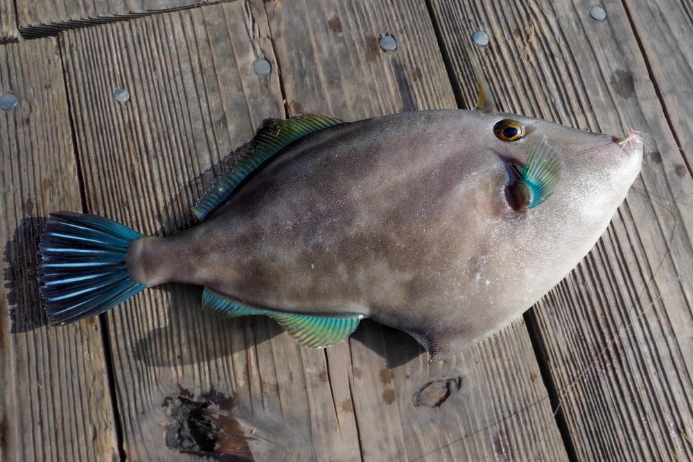 Quite a big Umazurahagi (black scraper)