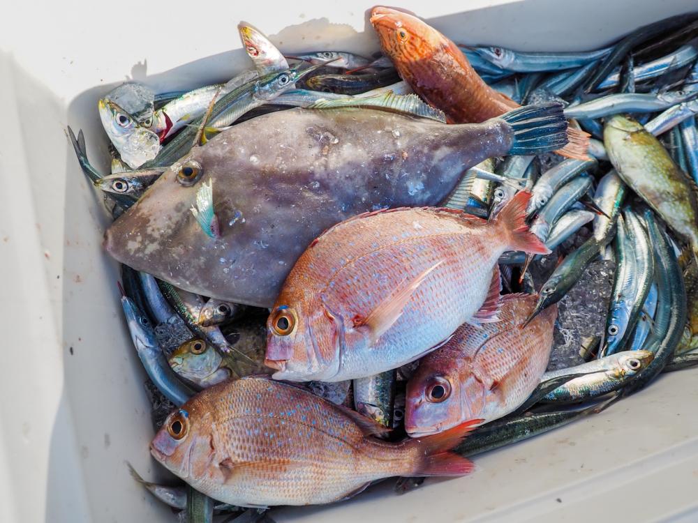 Today’s satisfactory fishing results