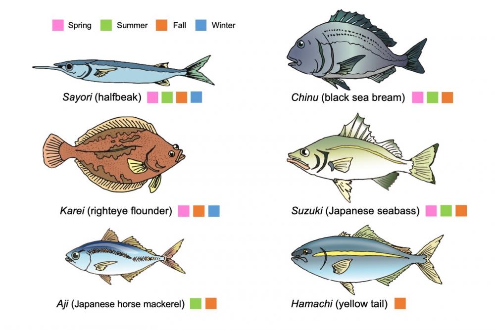 Types of fish you could catch in the Uninoumi inland sea