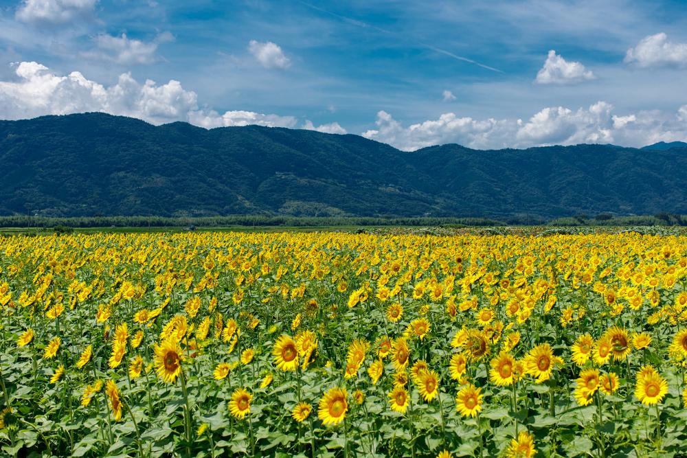 Sunflower fields on Zennyuji-to island
