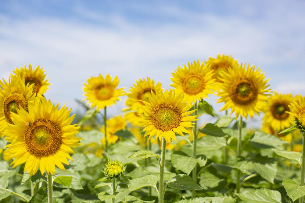 The best season for sunflowers is usually early to mid July
