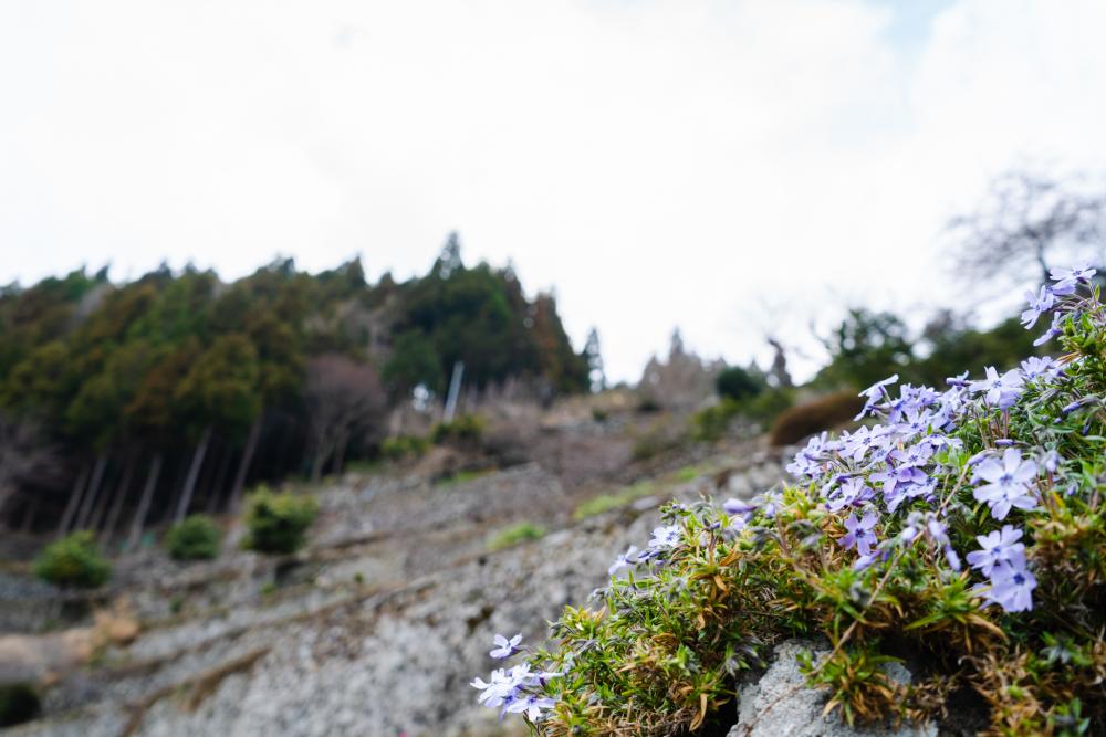 取材に訪れた3月中旬はまだ咲き始め。4月にはこの花が満開になります