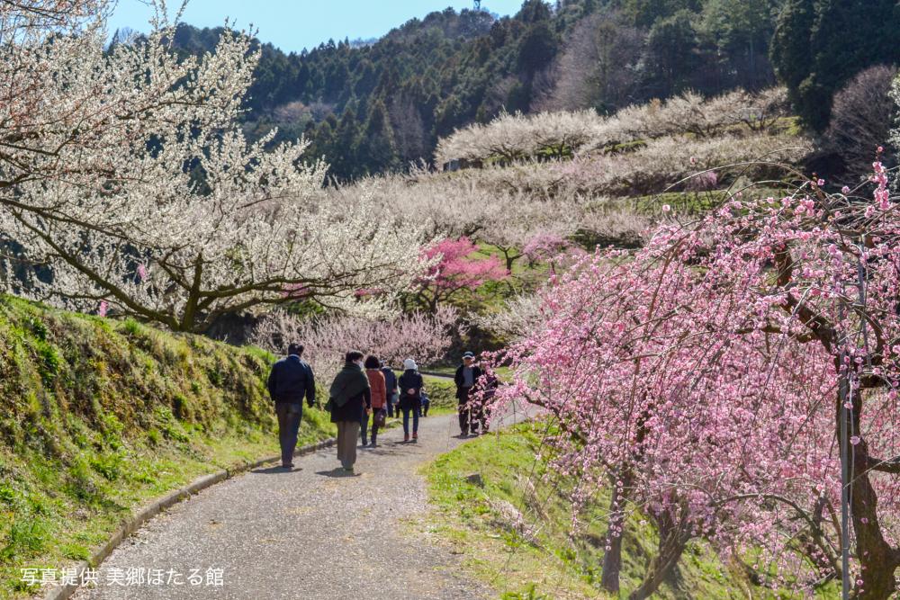 天野梅園。農園なのに公園のように歩きやすい