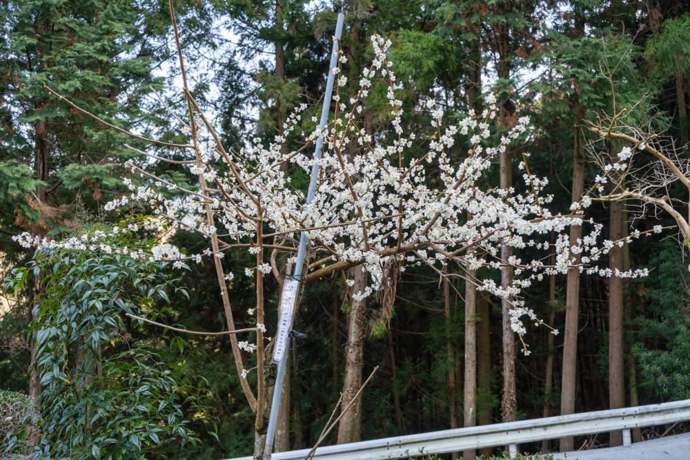 大畠酒造の入口にあるシンボルツリー。「恋あかね」に使われる露茜という品種。実は赤い