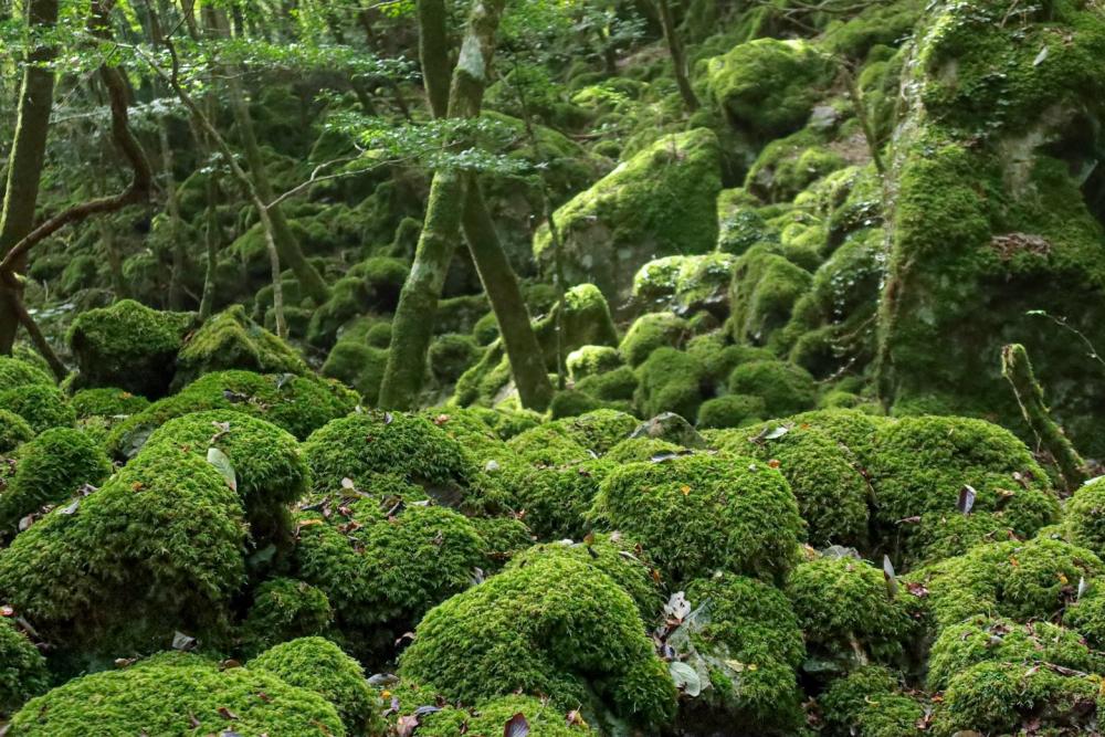 Mt. Yamainudake, Shikoku’s most popular awe-inspiring moss forests