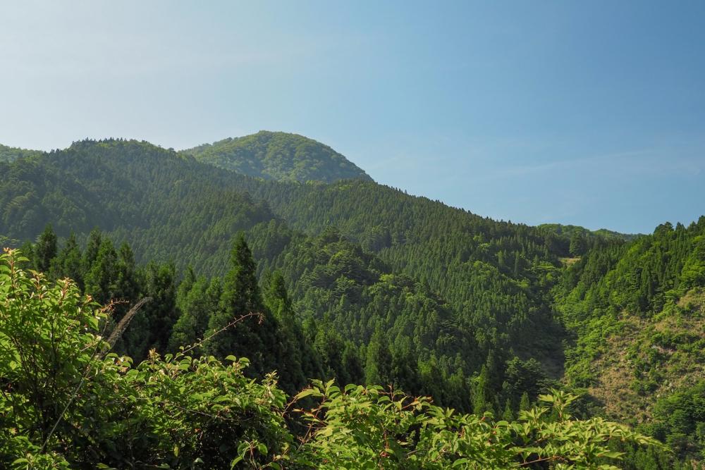Mt. Takamaru, the highest mountain protected in the pristine beech forests