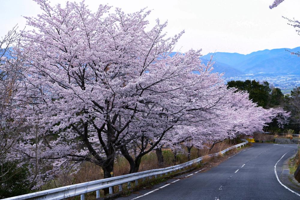 チェリーロードライン 