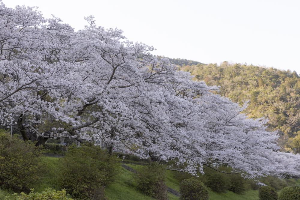 宮川内ダム公園
