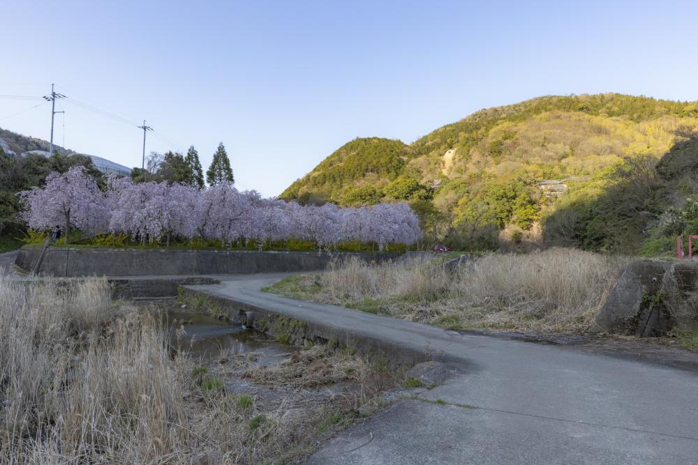いまの桜