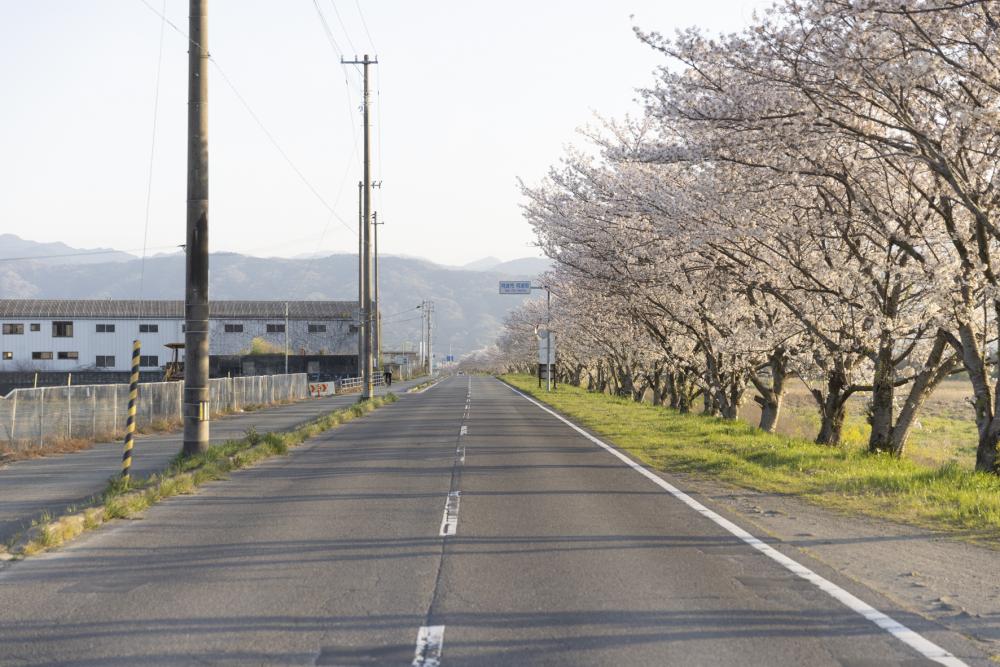 日開谷川堤防桜並木