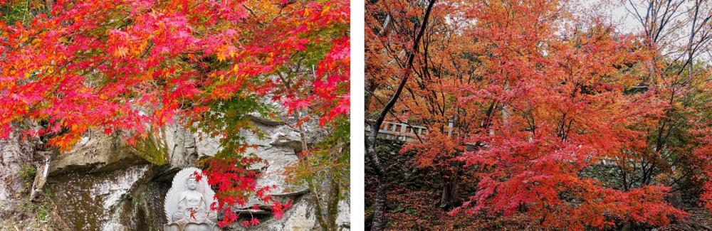 쇼산지는 숨이 막힐 정도로 아름다운 단풍잎으로 잘 알려져 있습니다.